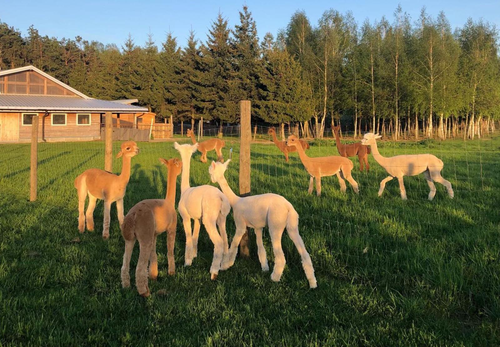 Alpakarium, Hodowla Alpak & Pensjonat Stara Kornica Exterior foto